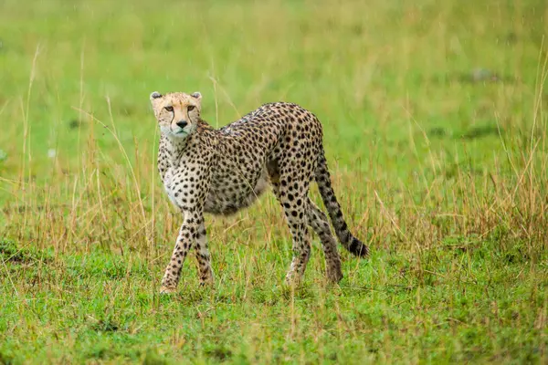Cheetah Caminando Por Savannah Masai Mara Kenia África —  Fotos de Stock