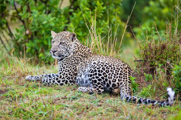 Leopardo Descansando Suelo —  Fotos de Stock
