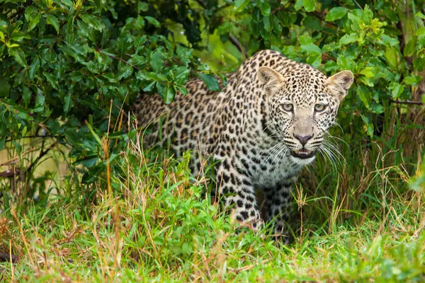 Leopardo Emergente Subcrescimento — Fotografia de Stock