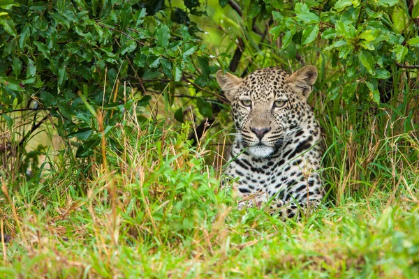 Leopardo Escondido Maleza Masai Mara Kenia África —  Fotos de Stock