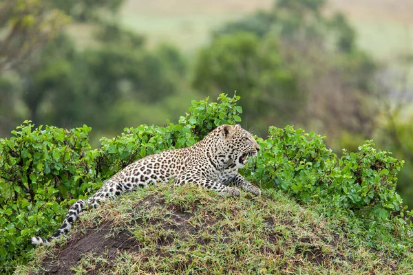 Leopardo Montículo Descansando Buscando Presas Depredadores —  Fotos de Stock