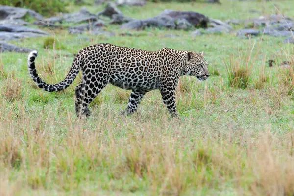 Leopardo Caminando Por Hierba —  Fotos de Stock