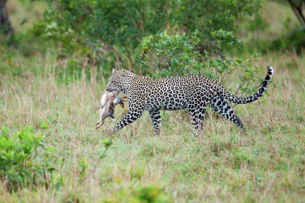 Leopardo Con Presas Pequeñas Liebre —  Fotos de Stock