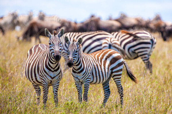 Zebras and Wildebeests. Masai Mara, Kenya, Africa