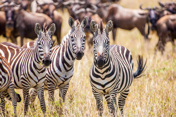 Zebras and Wildebeests. Masai Mara, Kenya, Africa