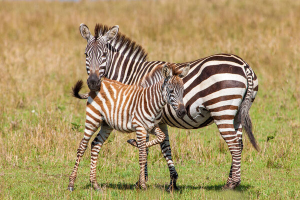 Zebra and Foal. Masai Mara, Kenya, Africa