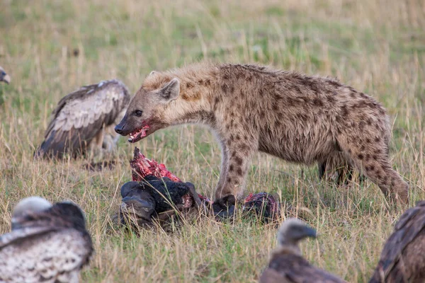 Hyena feeding Stock Photos, Royalty Free Hyena feeding Images