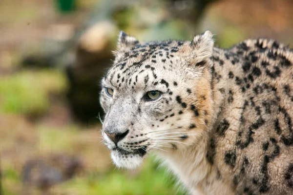Retrato Primer Plano Leopardo Nieve Fotos de stock