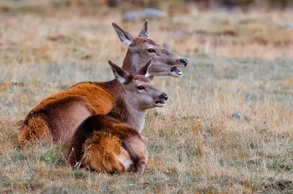 Red Deer - female and calf