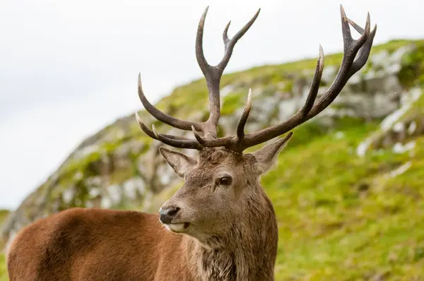Red Deer Stag during rutting season