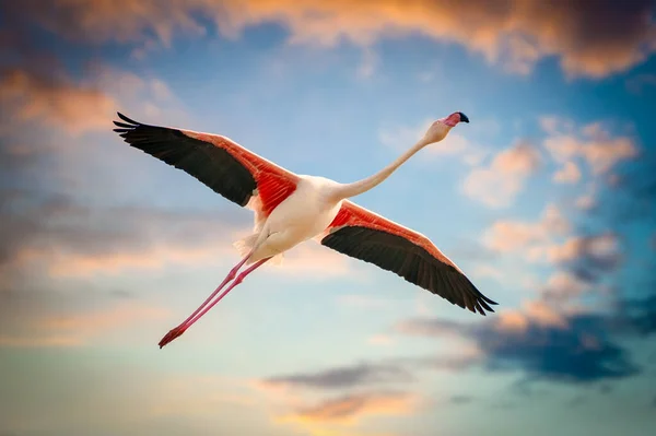 Pink Flamingo in flight against a dusk sky