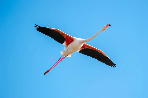 Pink Flamingo in flight against a blue sky