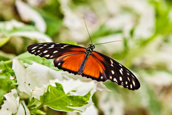 Hecales Longwing Exotic Butterfly — Stock Photo, Image