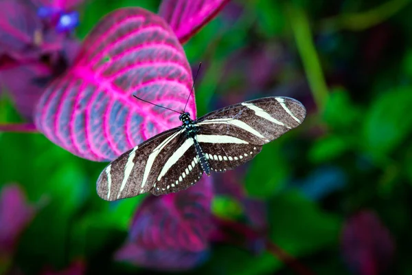 Zebra Longwing Exotic Butterfly — Stock Photo, Image