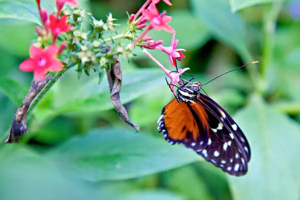 Hecales Longwing Exotic Butterfly — Stock Photo, Image