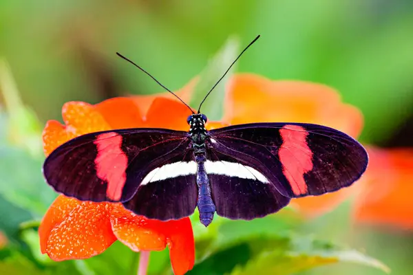Postman Rosina Exotic Butterfly — Stock Photo, Image