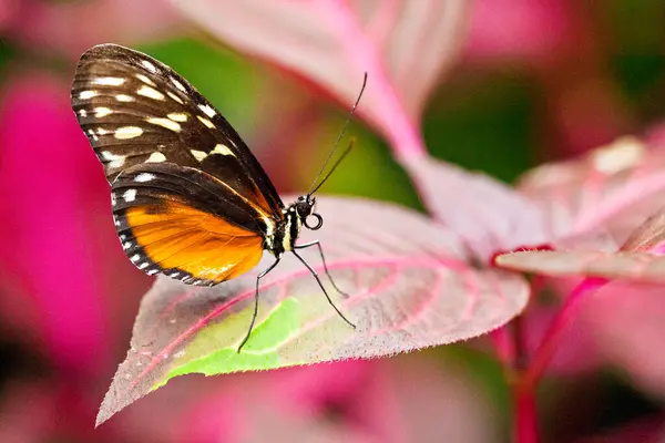 Hecales Longwing Exoric Species — Stock Photo, Image
