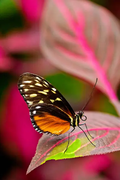 Hecales Longwing Exoric Species — Stock Photo, Image