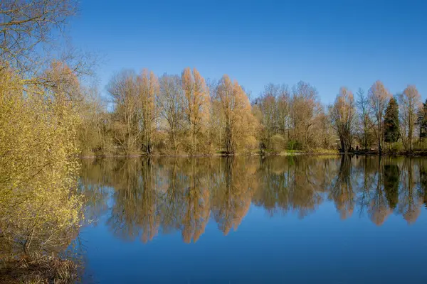 Trees and reflections in the lake water surface