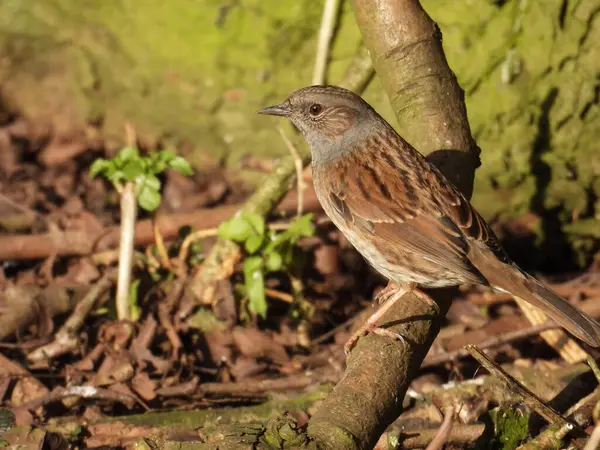 Dunnock perched on low level branch in sunlight