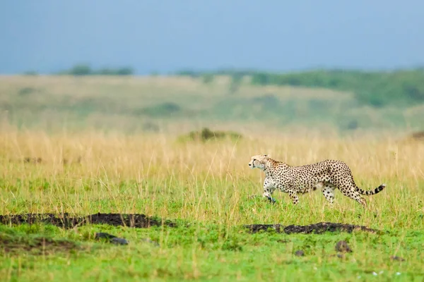 Cheetah Caminando Por Sabana Fotos de stock libres de derechos