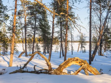 Finlandiya 'da kışın günbatımı