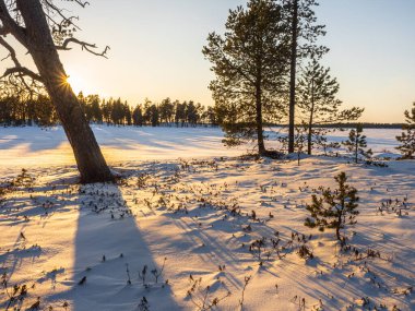 Finlandiya ormanında kış günbatımı