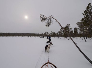 Finlandiya 'da donmuş bir gölde sisli bir günde köpek kızağı.