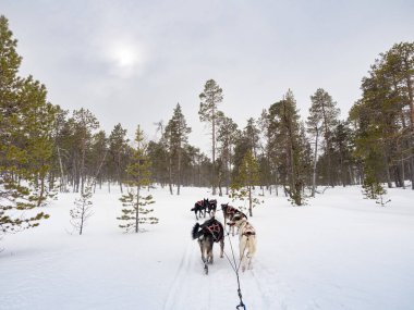 Finlandiya ormanlarında kışın köpek kızağıyla dolaşmak.