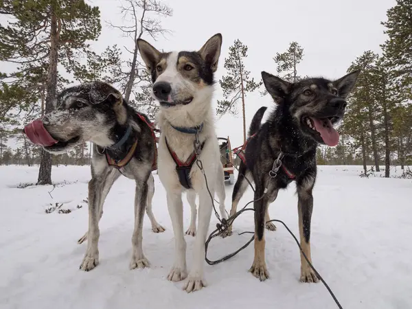 Dogs resting from dog sledding in a finnish forest