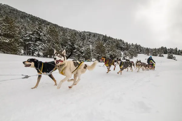 Pirenelerde köpek kayıyor.