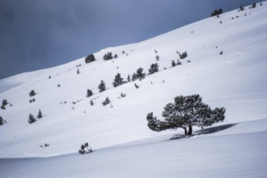 Güzel kar kaplı kış manzarası