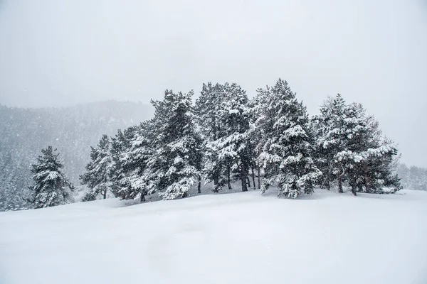 güzel karla kaplı ağaçlar
