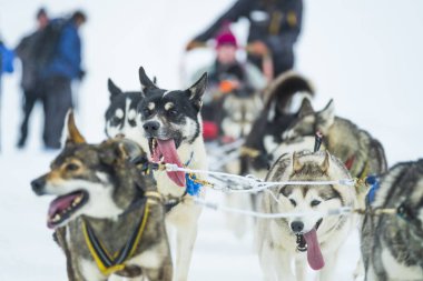 Pirenelerde köpek kayıyor.