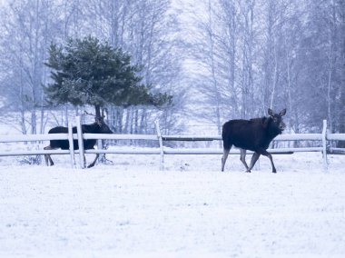 Kırsal alandan geçen iki geyik.