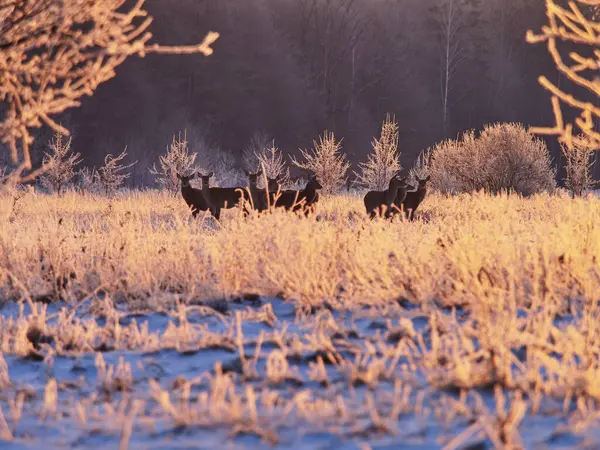 Buz gibi bir gündoğumunda bir grup kızıl geyik.
