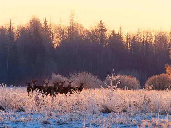 Group Red Deer Frosty Sunrise Stock Photo