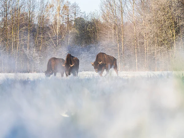 Bir kış manzarasında üç Avrupalı bizon