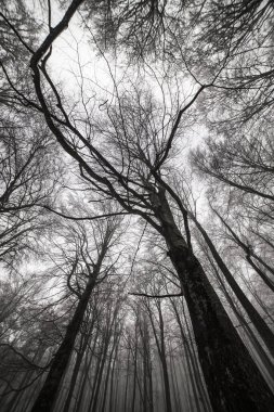 Dehşet verici bir ormanın alçak açılı görüntüsü