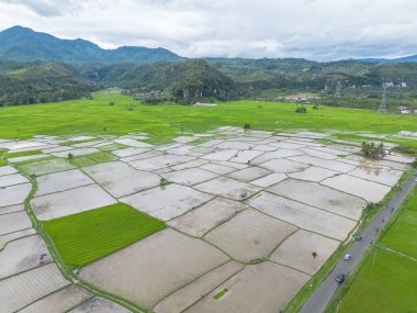 Çeltik pirinç tarlasının havadan görünüşü, Riau, Sumatra, Endonezya.