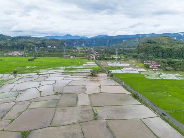 Çeltik pirinç tarlasının havadan görünüşü, Riau, Sumatra, Endonezya.