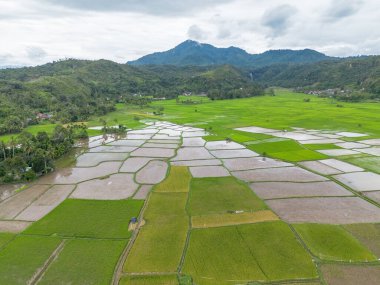 Çeltik pirinç tarlasının havadan görünüşü, Riau, Sumatra, Endonezya.