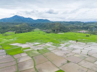 Çeltik pirinç tarlasının havadan görünüşü, Riau, Sumatra, Endonezya.