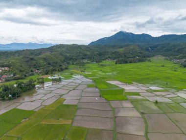 Çeltik pirinç tarlasının havadan görünüşü, Riau, Sumatra, Endonezya.