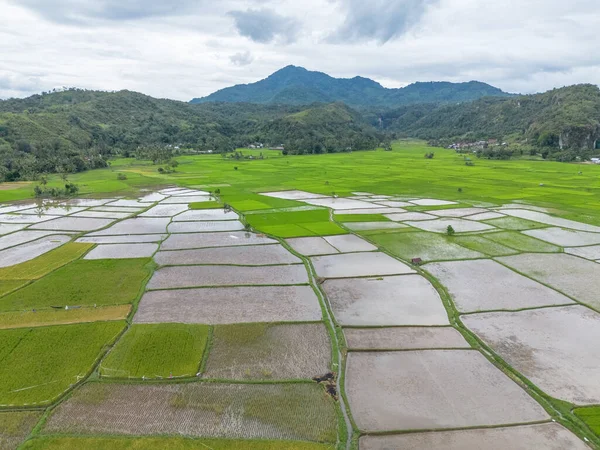 Çeltik pirinç tarlasının havadan görünüşü, Riau, Sumatra, Endonezya.