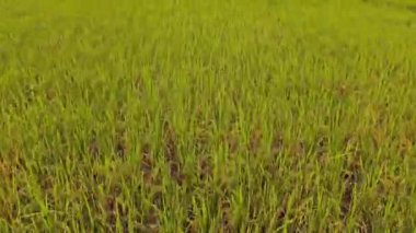 Sumatra, Endonezya 'daki çeltik pirinç tarlasının 4k hava görüntüsü. Dağ manzarası ve hafif bir yağmurdan sonra birçok ağaç.