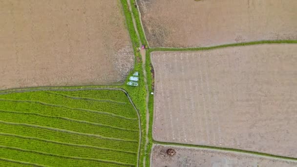 Повернутися Вгору Відео Рисового Поля Фермером Суматрі Індонезія — стокове відео