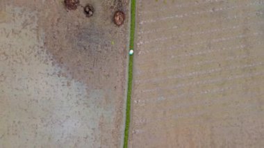 Sumatra, Endonezya 'da bir çiftçiyle çeltik tarlasının 4K' lık videosu..