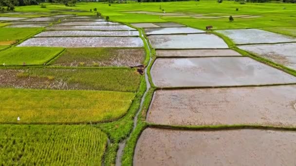 Luftbildaufnahme Eines Reisfeldes Sumatra Indonesien Bergkulisse Und Viele Bäume Nach — Stockvideo