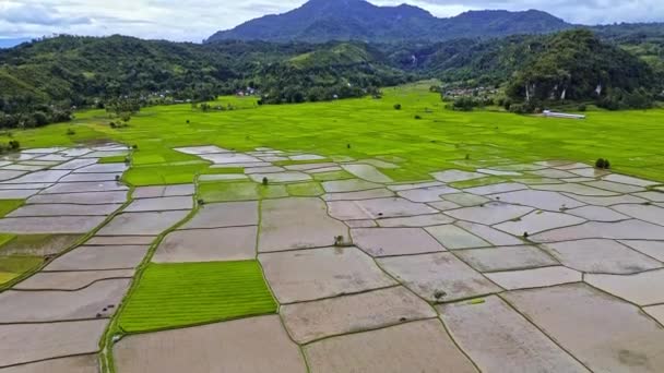 Aerial Відео Про Рисове Поле Суматрі Індонезія Гірський Фон Багато — стокове відео